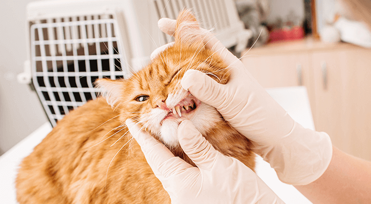 cat dental care, animal dental care