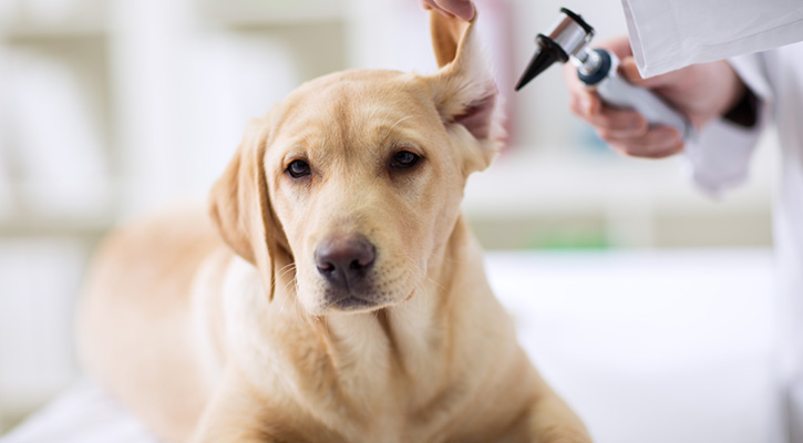preventative wellness care for dogs