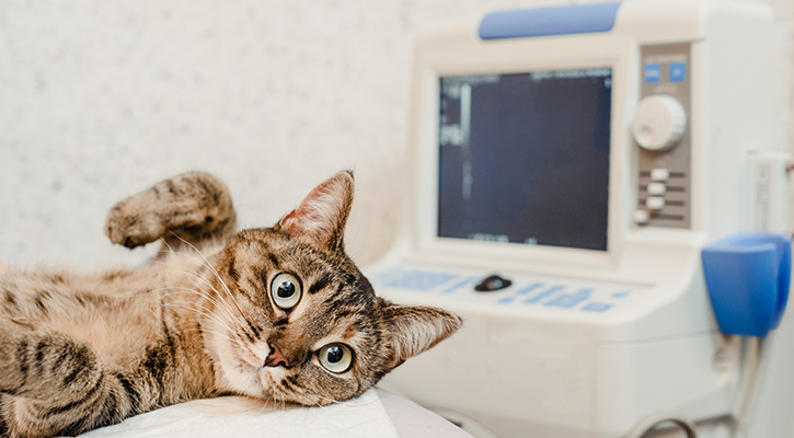animal ultrasound service